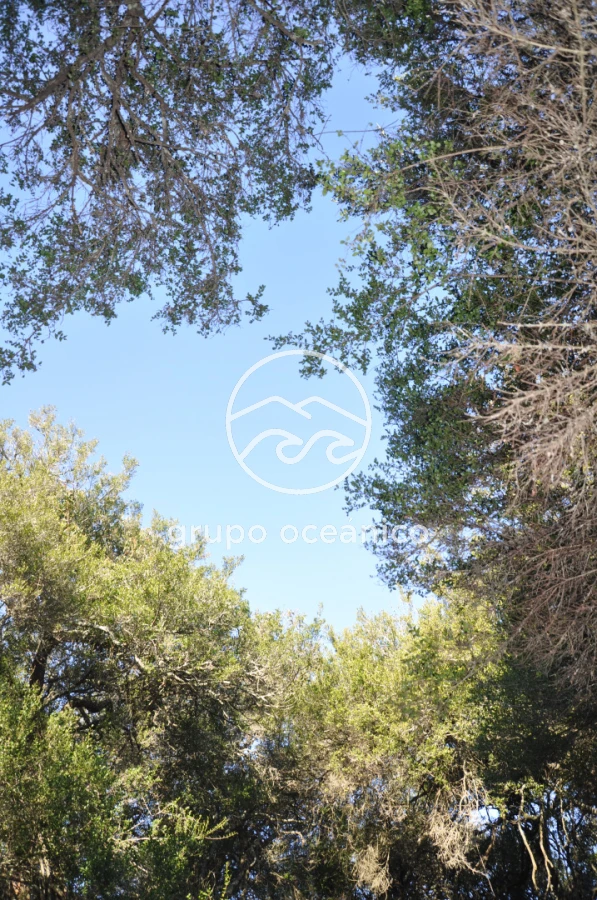 Campo Ref.2 - Campo de 50 hectáreas en Rincón de José Ignacio