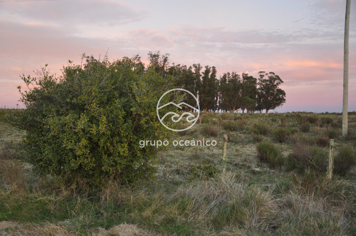 Campo Ref.3 - Campo de 39 hectáreas en Rincón de José Ignacio