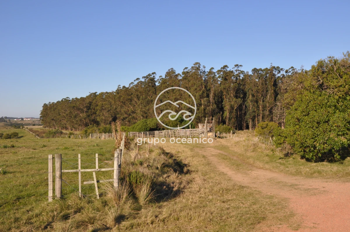 Campo Ref.2 - Campo de 50 hectáreas en Rincón de José Ignacio