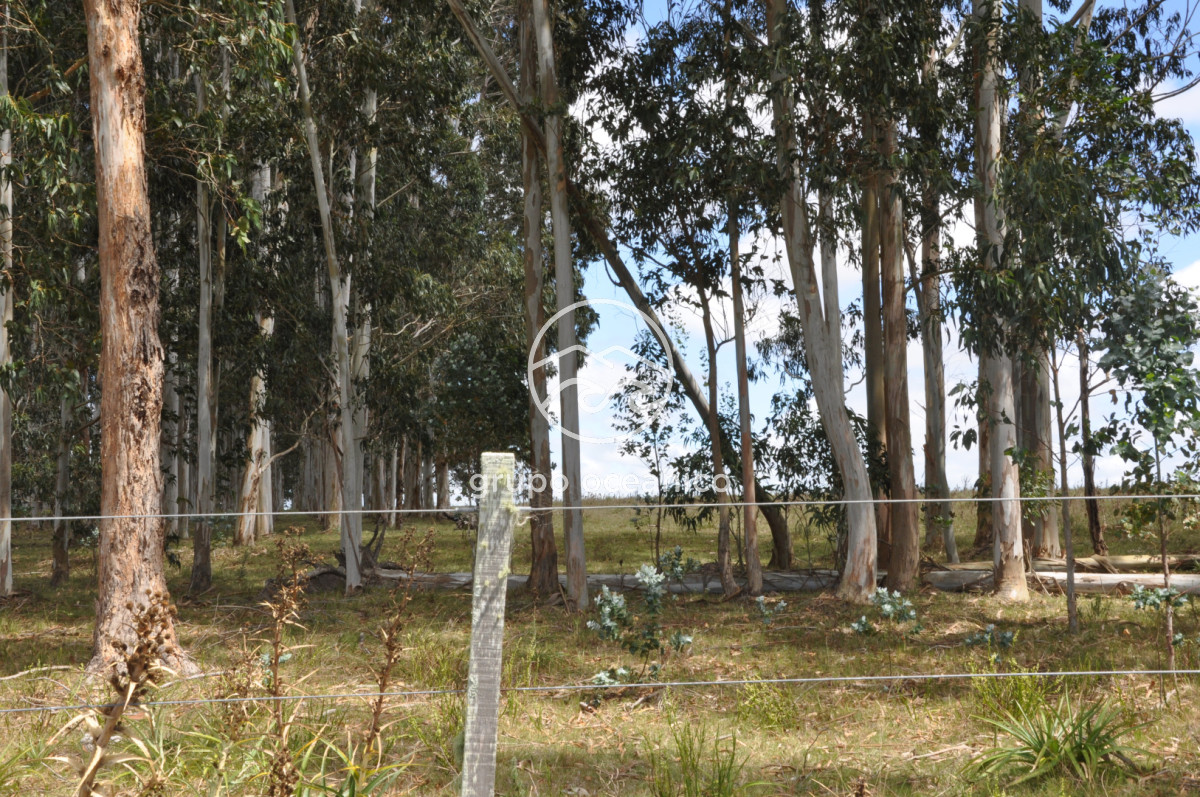 Campo Ref.36 - Campo en Camino las Garzas y Ruta 9  360 Ha ideal para fraccionamiento de chacras