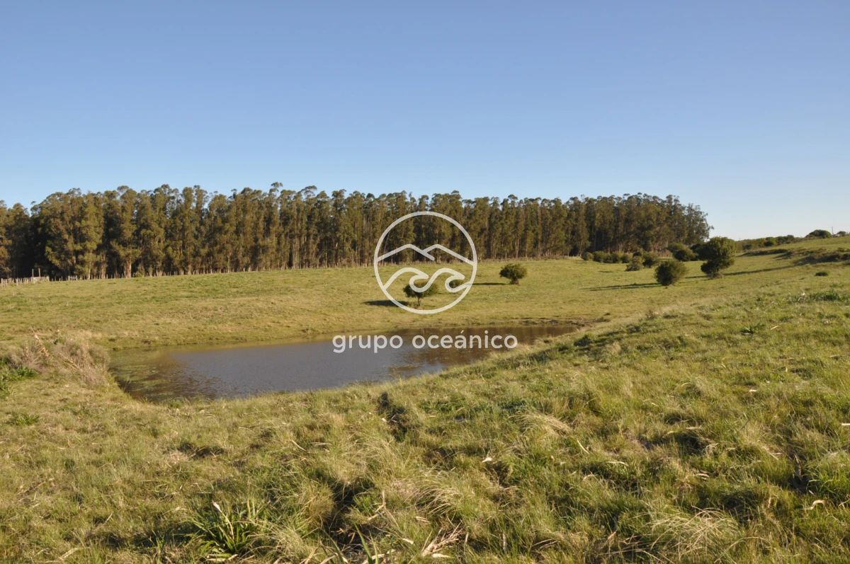 Campo Ref.2 - Campo de 50 hectáreas en Rincón de José Ignacio