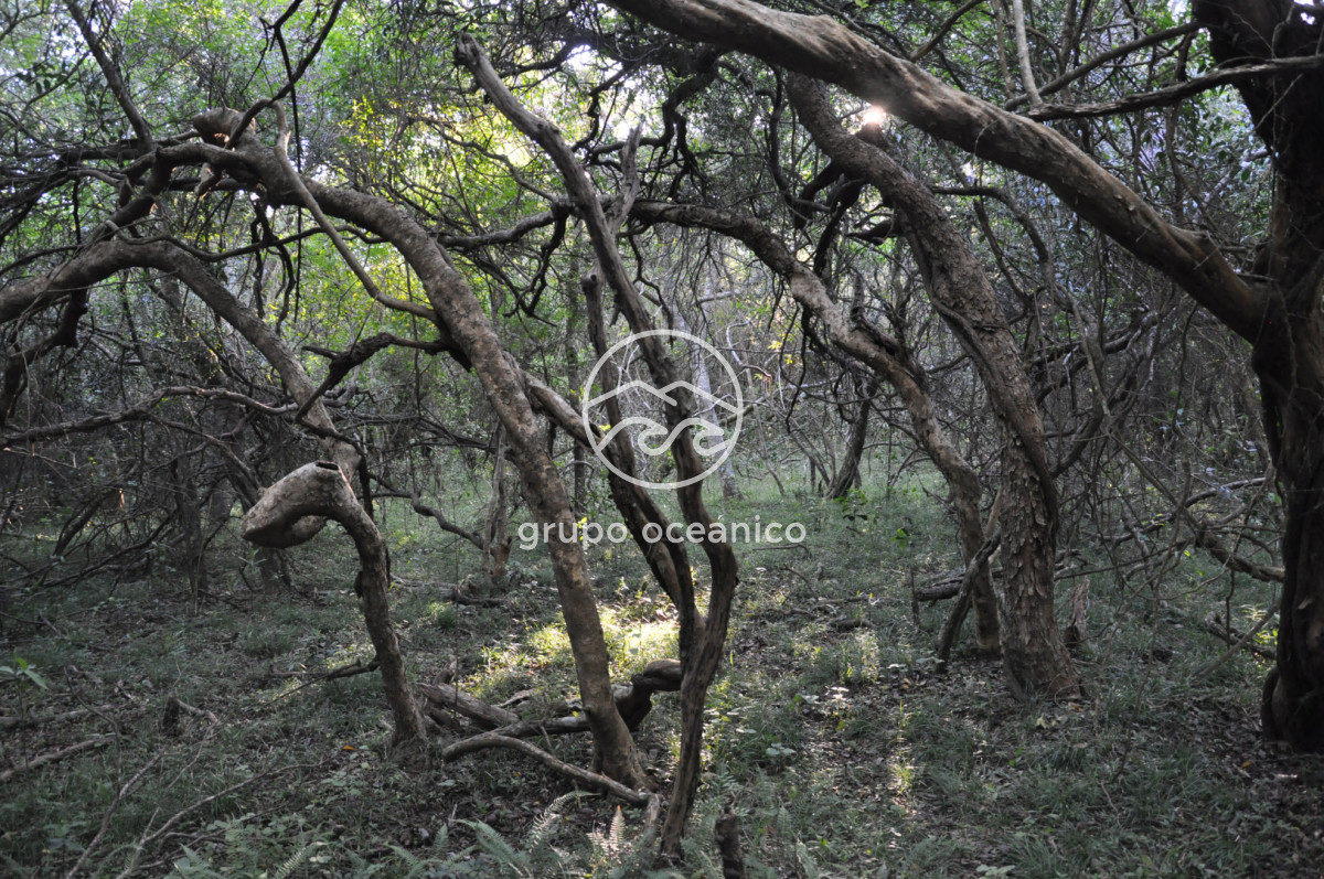 Campo Ref.11 - Ruta 9 y Arroyo Garzón 36.9 Hectáreas con costa 