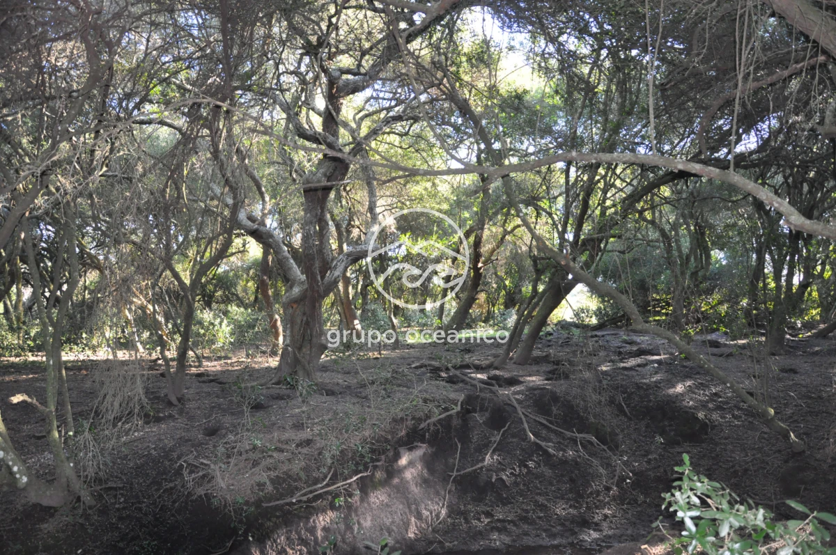 Campo Ref.2 - Campo de 50 hectáreas en Rincón de José Ignacio