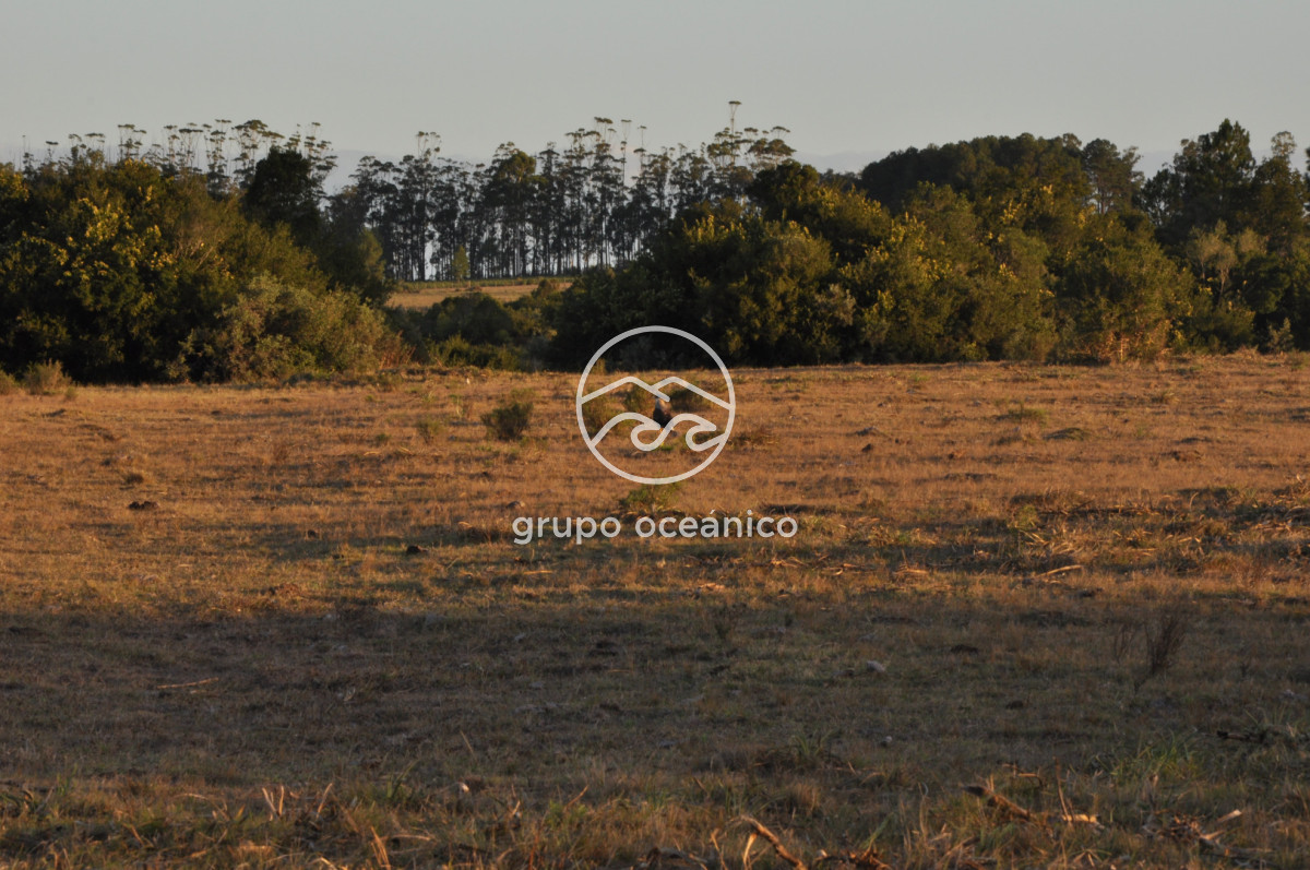 Campo Ref.49 - Campo 9,5 Há en paso de Tigre y Ruta 9