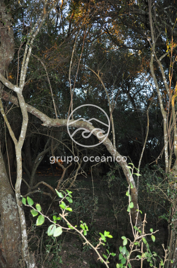 Campo Ref.4 - P 20673 Ruta 9 José Ignacio