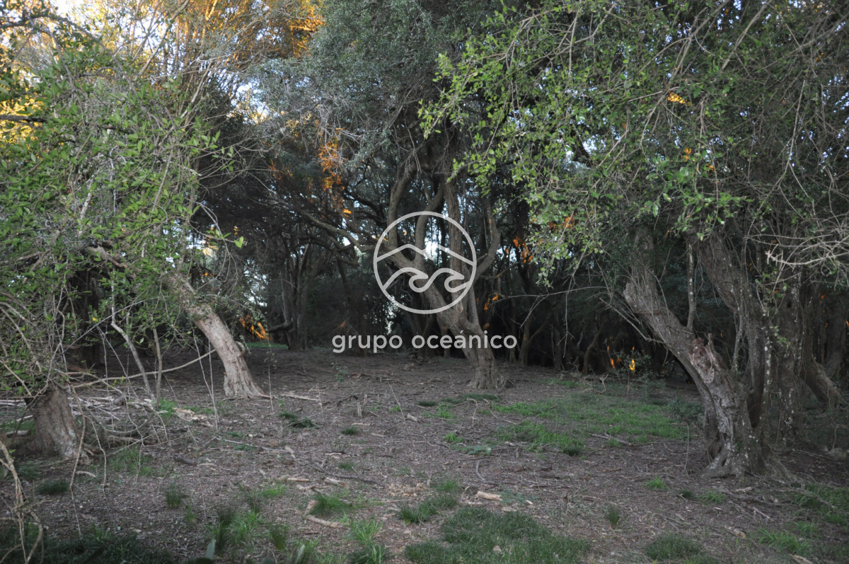 Campo Ref.4 - P 20673 Ruta 9 José Ignacio