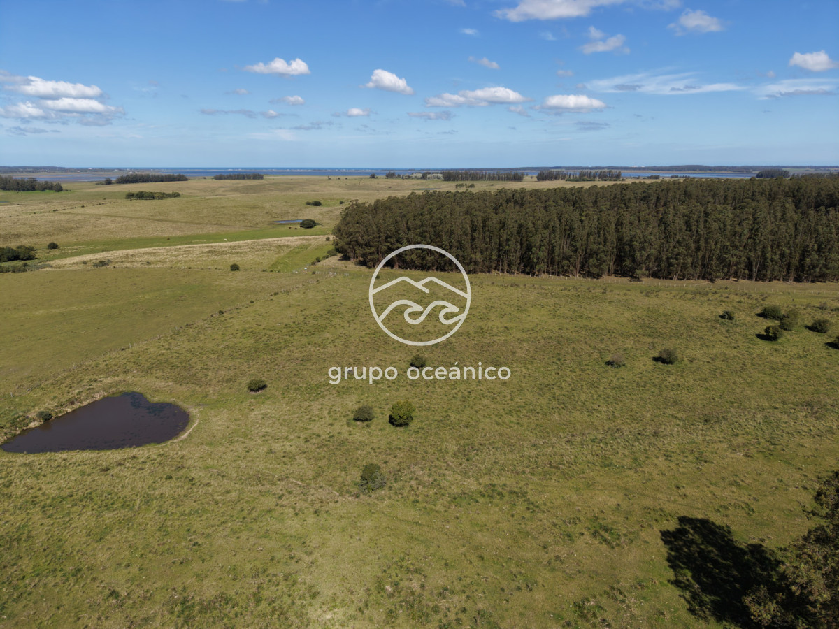 Campo Ref.2 - Campo de 50 hectáreas en Rincón de José Ignacio