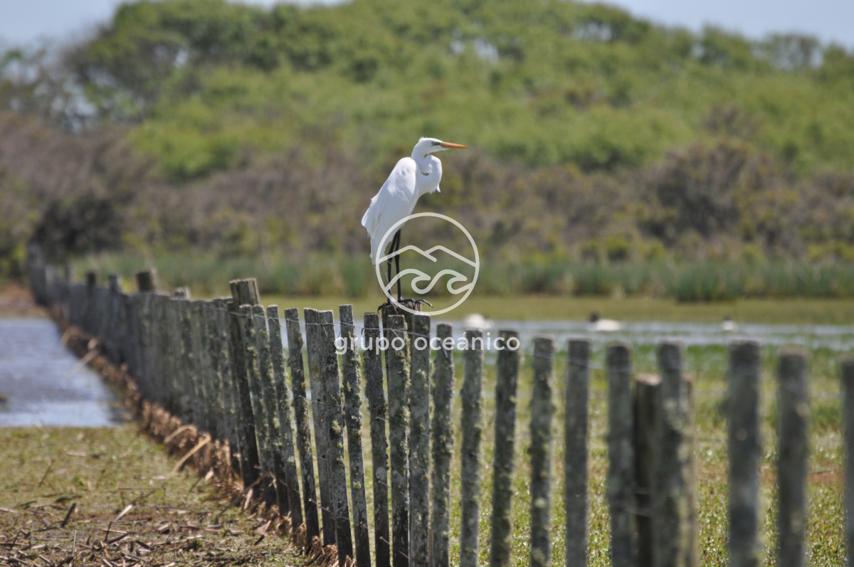Campo Ref.89 - Campo 280 há sobre Laguna Garzón Área Protegida