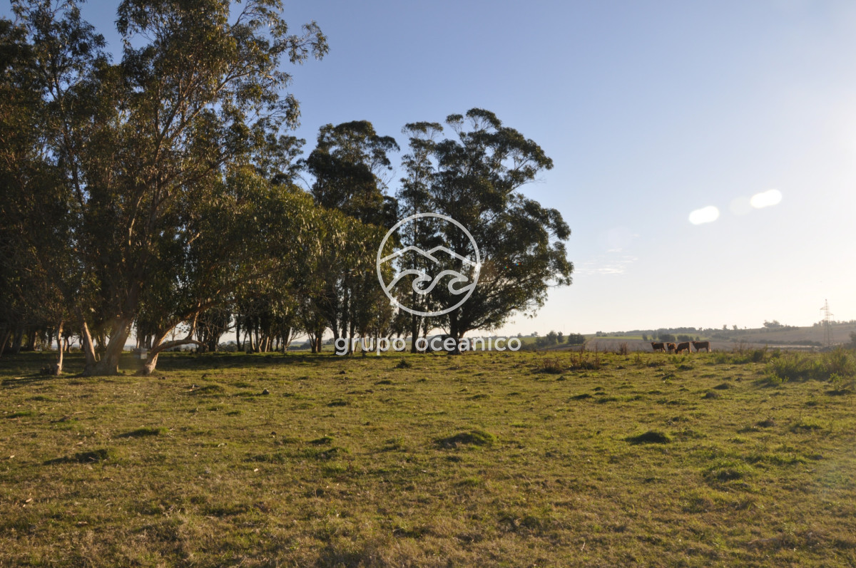 Campo Ref.3 - Campo de 39 hectáreas en Rincón de José Ignacio