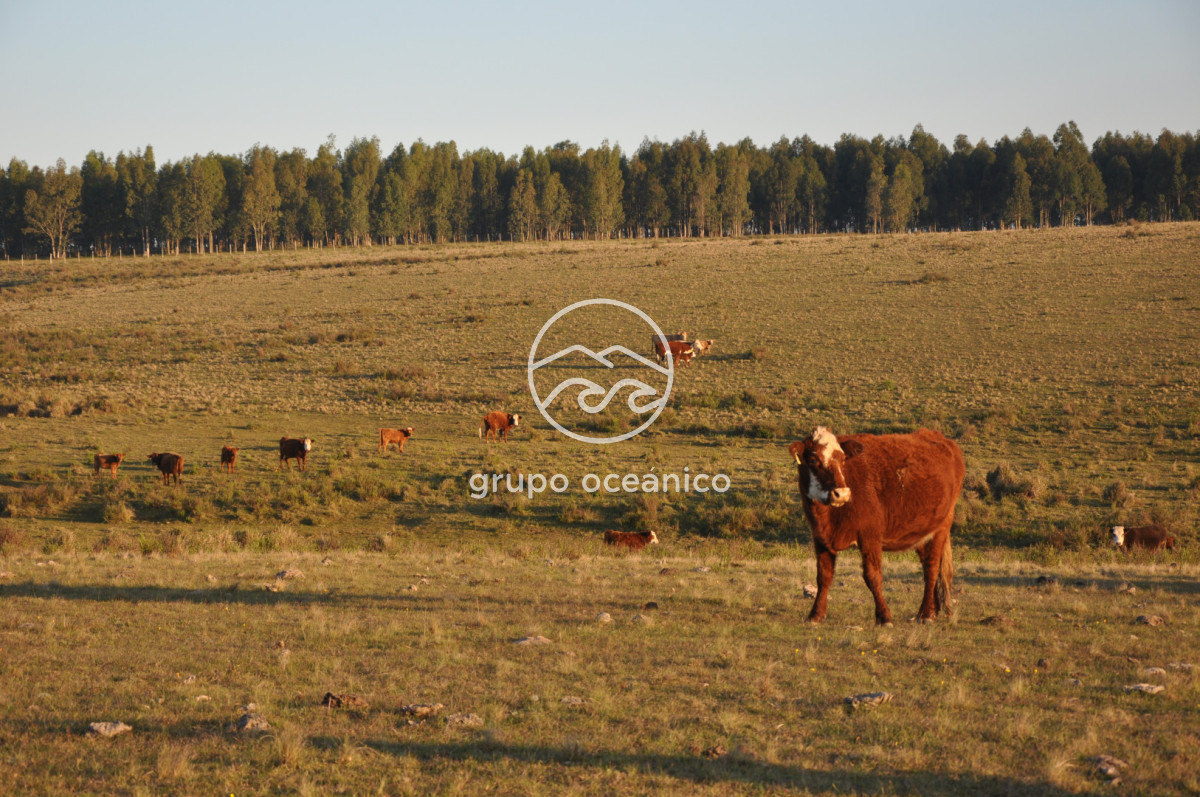 Campo Ref.64 - Campo 30.5 Há sobre Sainz Martínez
