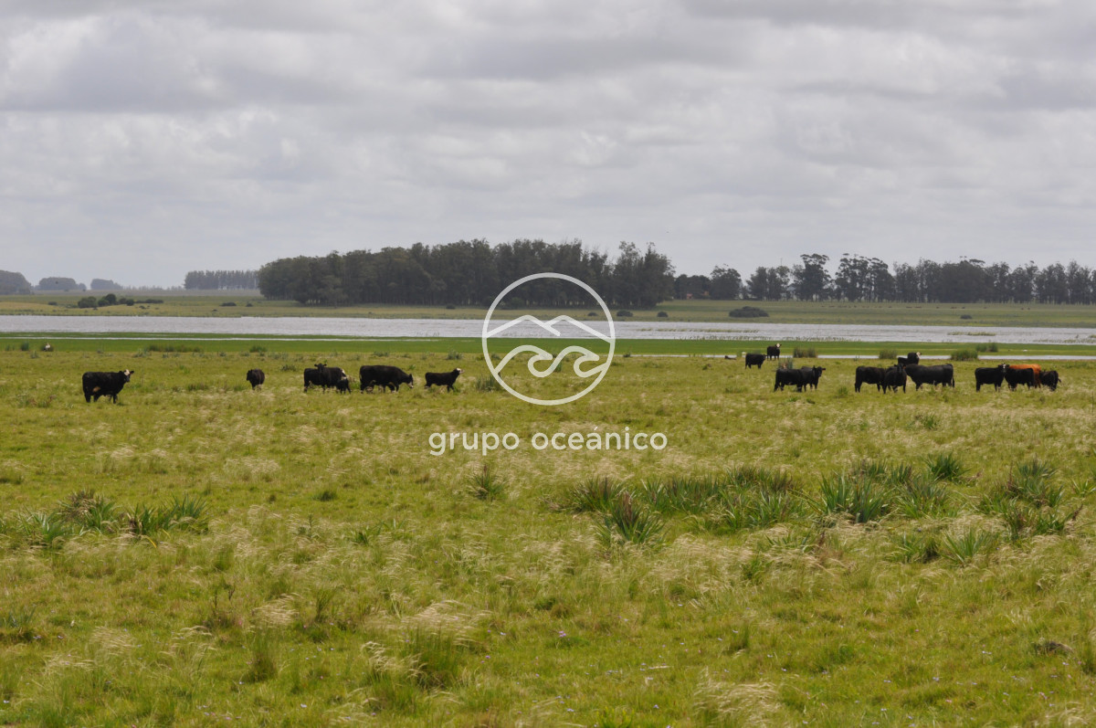 Campo Ref.89 - Campo 280 há sobre Laguna Garzón Área Protegida