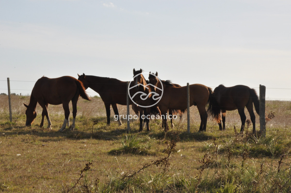 Campo Ref.41 - Campo a orillas de la Laguna de José Ignacio
