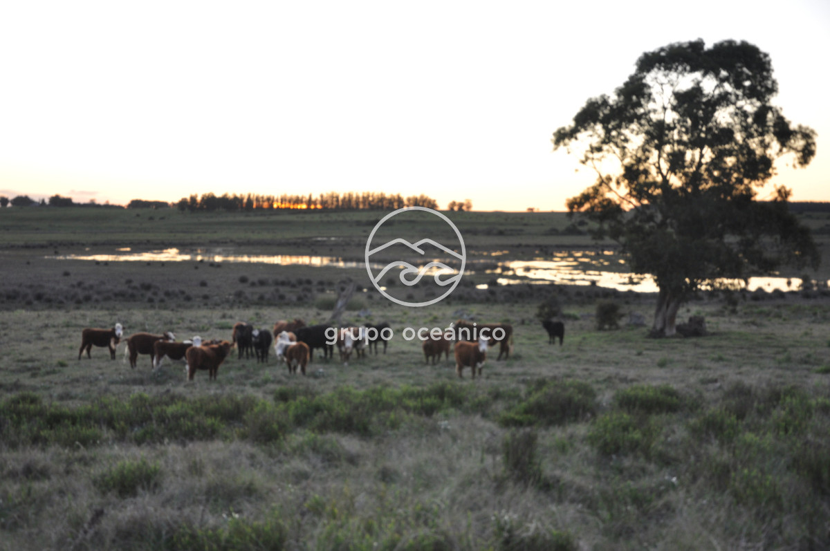 Campo Ref.88 - Campo 91 há sobre Laguna de José Ignacio