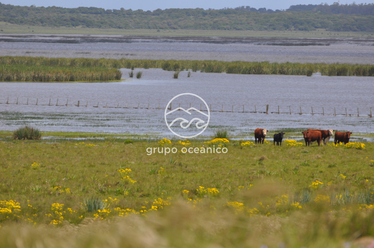 Campo Ref.89 - Campo 280 há sobre Laguna Garzón Área Protegida