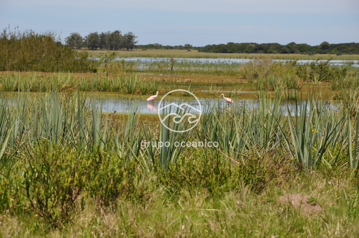 Campo Ref.89 - Campo 280 há sobre Laguna Garzón Área Protegida