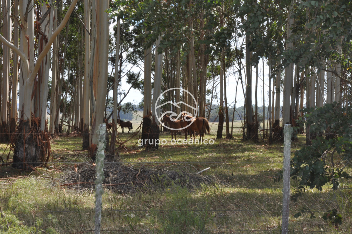 Campo Ref.36 - Campo en Camino las Garzas y Ruta 9  360 Ha ideal para fraccionamiento de chacras