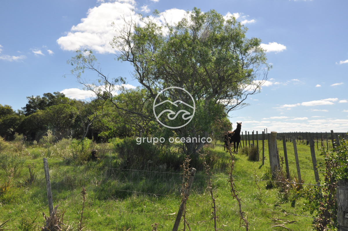 Campo Ref.53 - Campo Rocha Ruta 9 Km 196