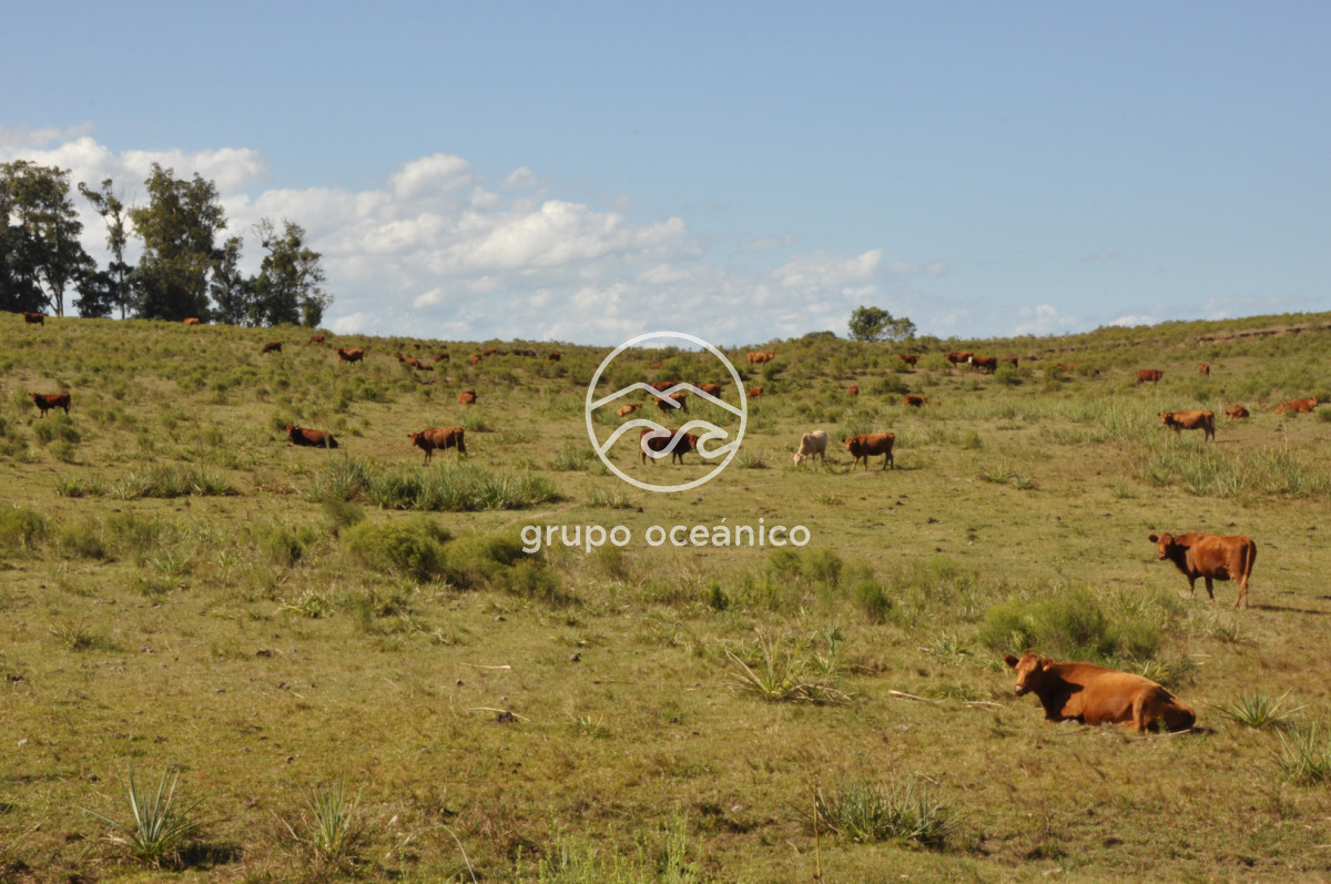 Campo Ref.44 - Campo con instalaciones y casas en Ruta 9 y camino Anastasio