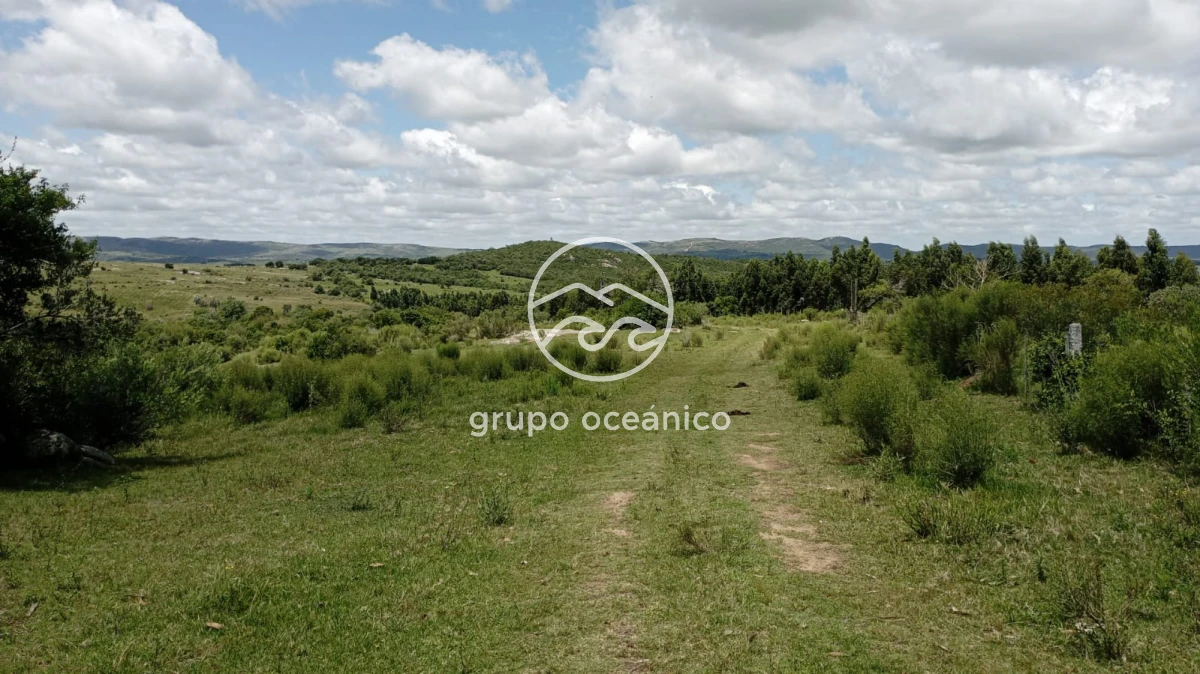 Campo Ref.8 - Campo 77 hectáreas en Ruta 39