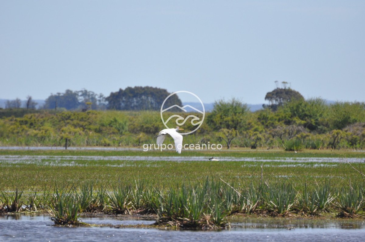 Campo Ref.89 - Campo 280 há sobre Laguna Garzón Área Protegida