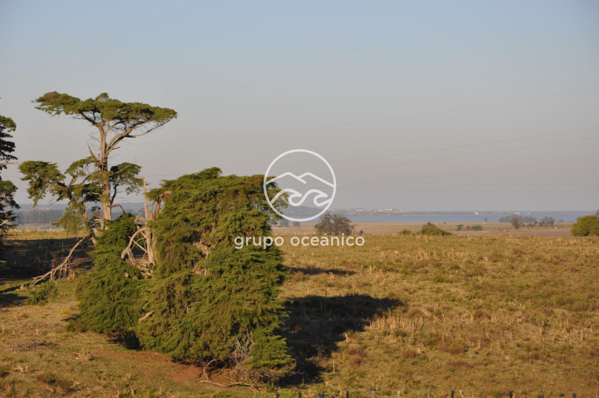 Campo Ref.3 - Campo de 39 hectáreas en Rincón de José Ignacio