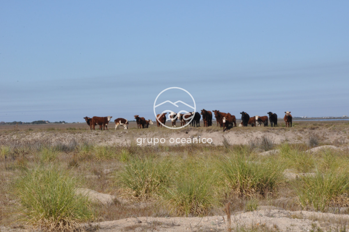 Campo Ref.88 - Campo 91 há sobre Laguna de José Ignacio