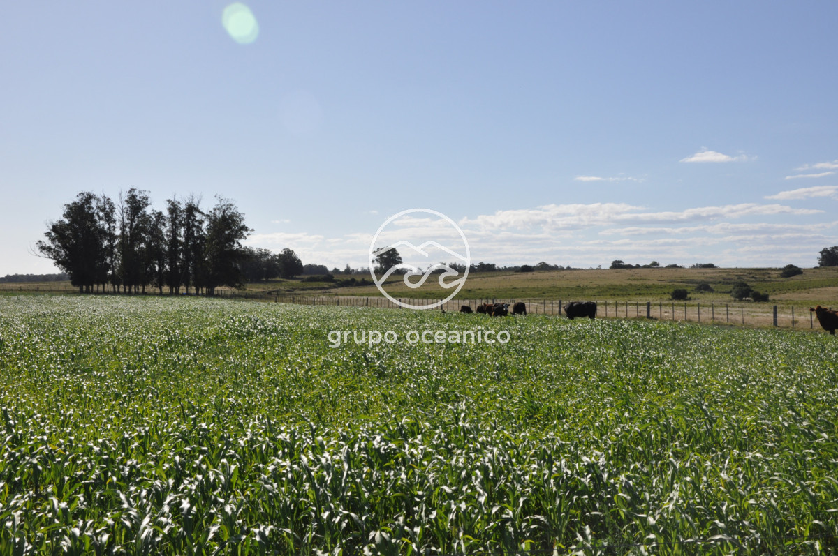 Campo Ref.18 - Campo en camino vecinal y Ruta 9 Zona Bodega Oceánica
