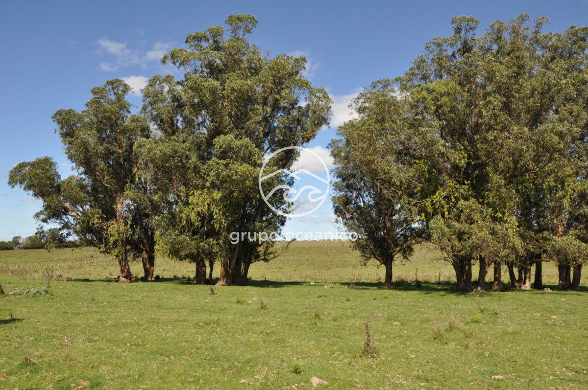 Campo Ref.53 - Campo Rocha Ruta 9 Km 196