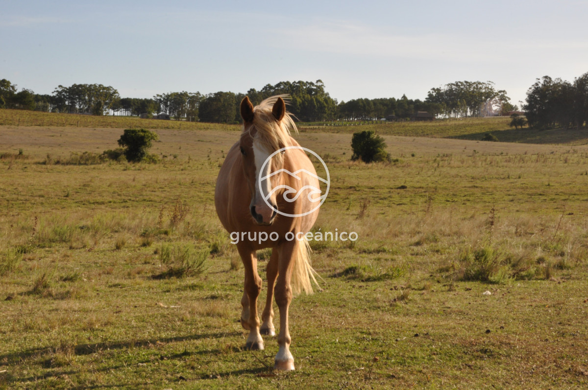 Campo Ref.41 - Campo a orillas de la Laguna de José Ignacio