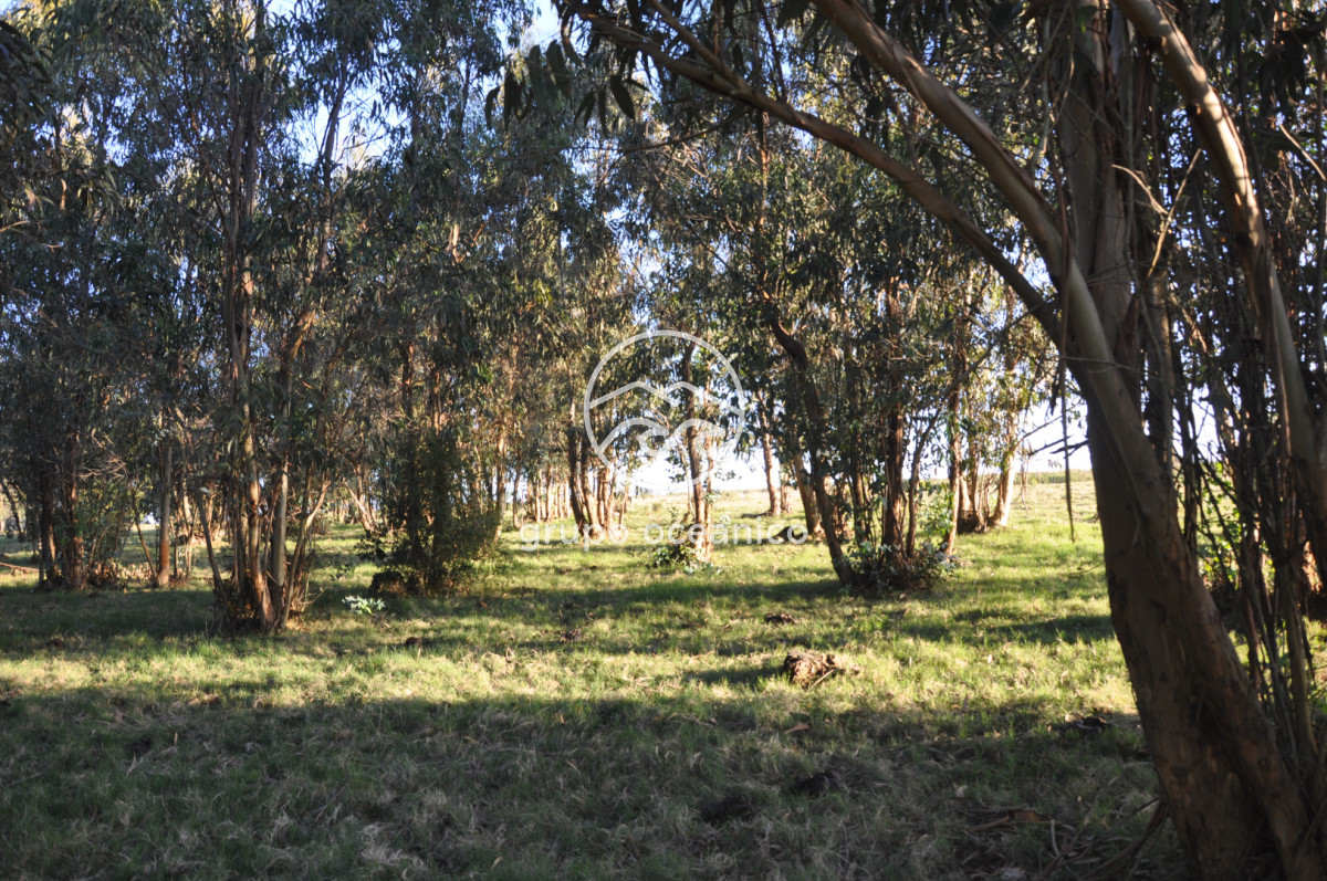 Campo Ref.88 - Campo 91 há sobre Laguna de José Ignacio