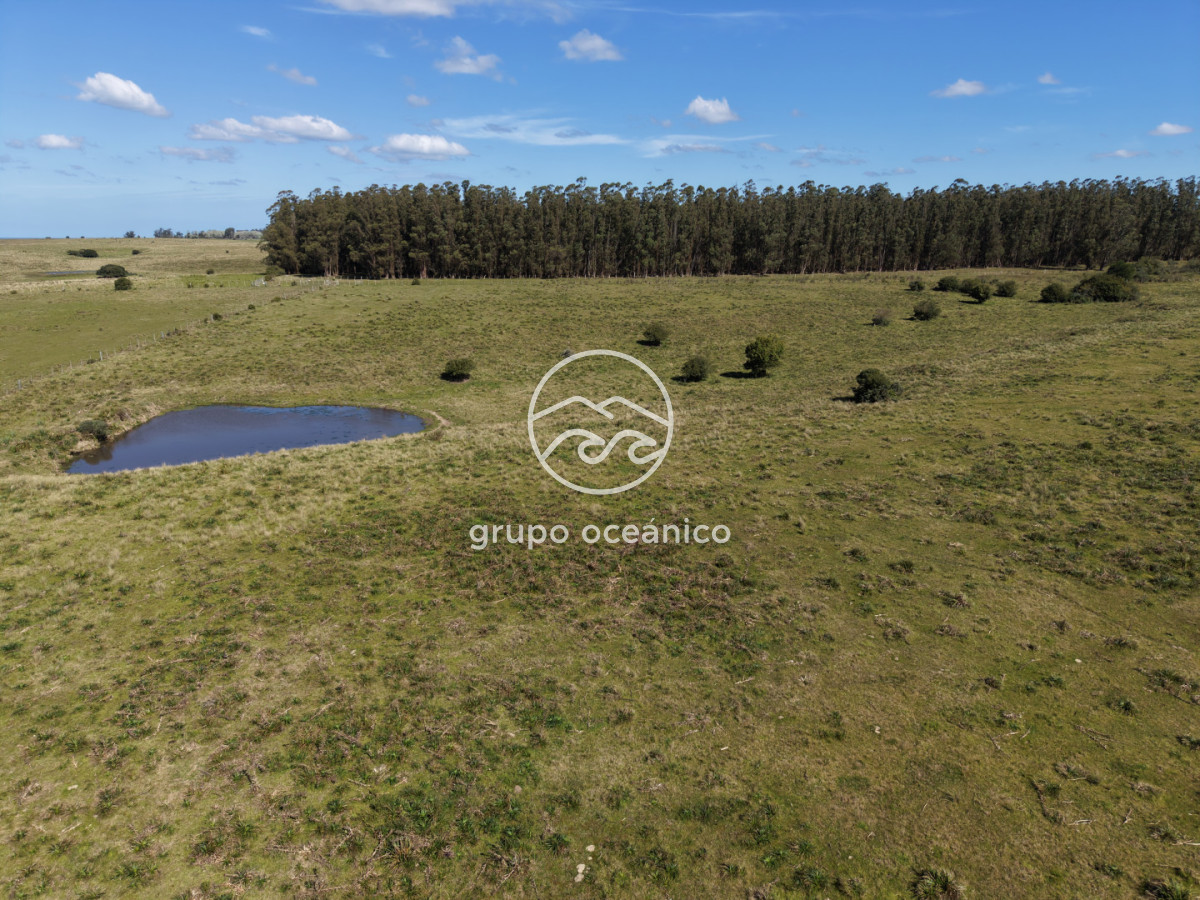 Campo Ref.2 - Campo de 50 hectáreas en Rincón de José Ignacio