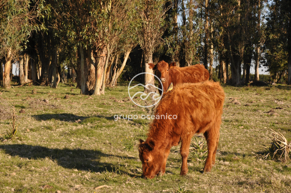 Campo Ref.3 - Campo de 39 hectáreas en Rincón de José Ignacio