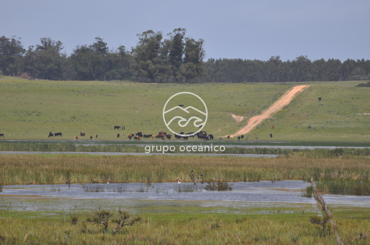 Campo Ref.89 - Campo 280 há sobre Laguna Garzón Área Protegida
