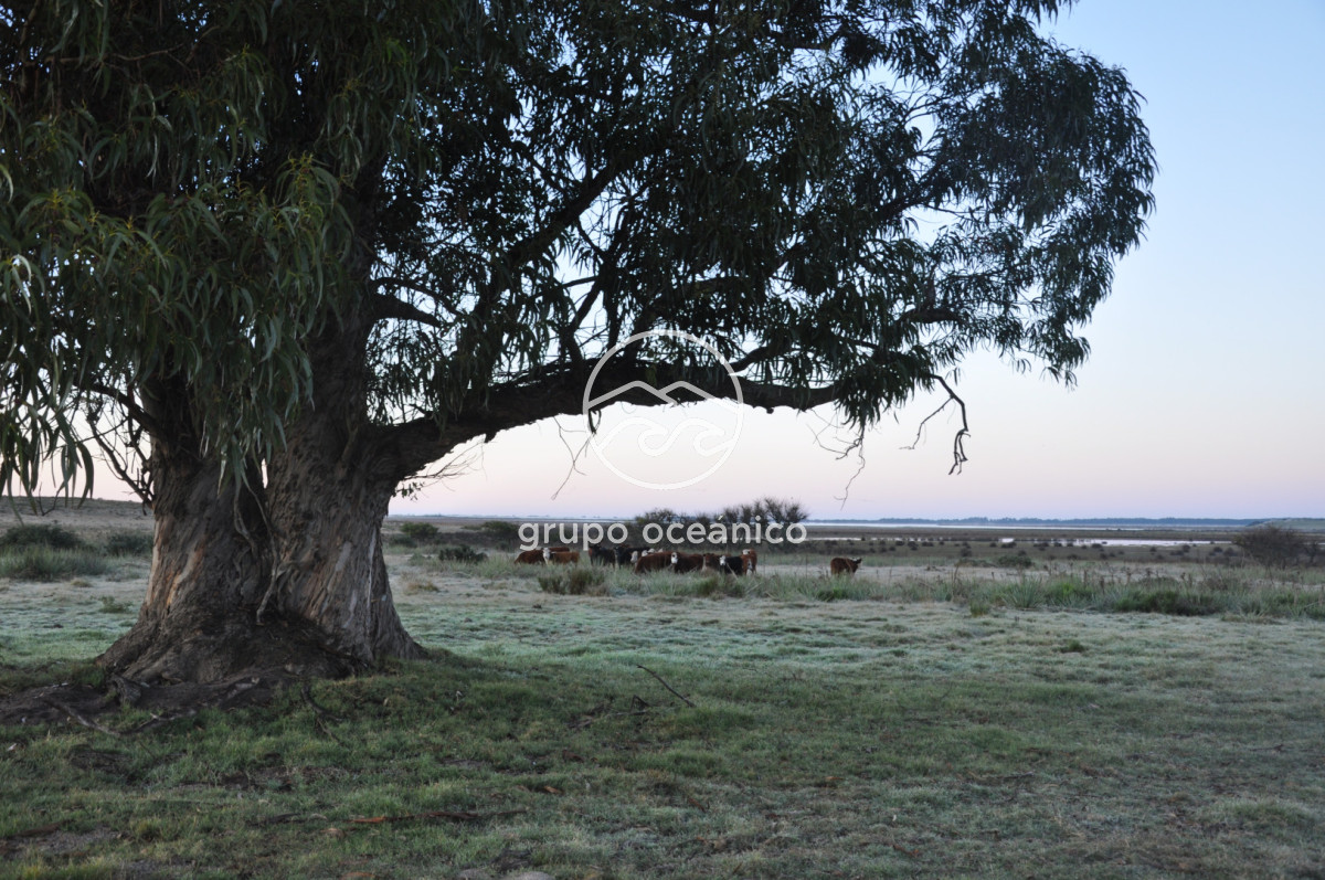 Campo Ref.88 - Campo 91 há sobre Laguna de José Ignacio