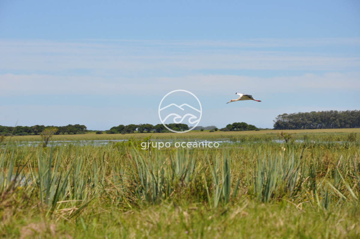 Campo Ref.89 - Campo 280 há sobre Laguna Garzón Área Protegida