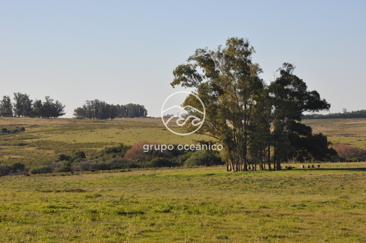 Campo Ref.2 - Campo de 50 hectáreas en Rincón de José Ignacio