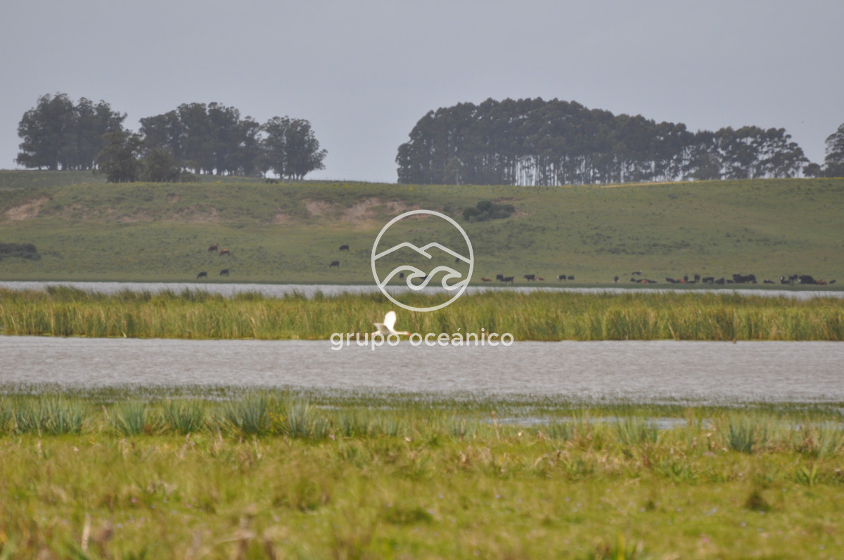 Campo Ref.89 - Campo 280 há sobre Laguna Garzón Área Protegida