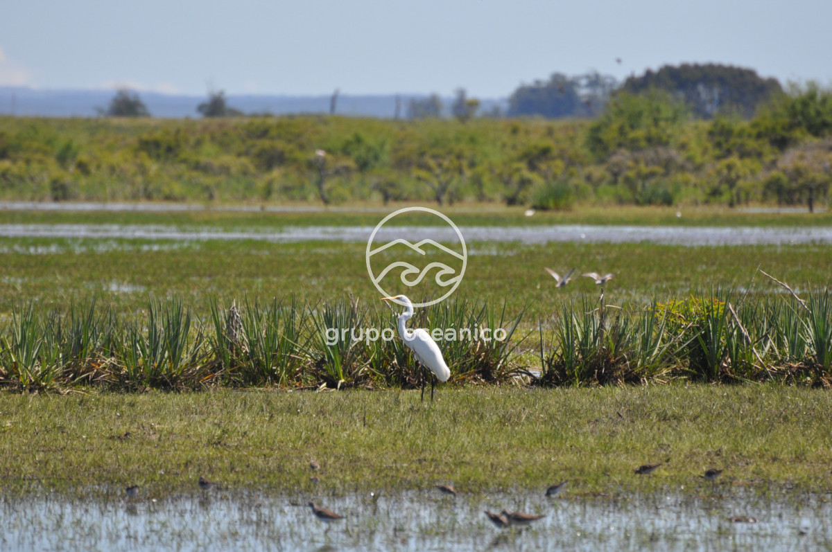 Campo Ref.89 - Campo 280 há sobre Laguna Garzón Área Protegida