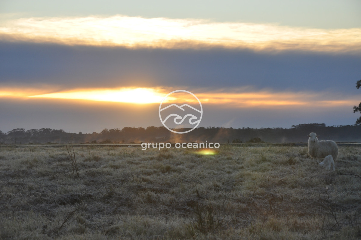 Campo Ref.88 - Campo 91 há sobre Laguna de José Ignacio