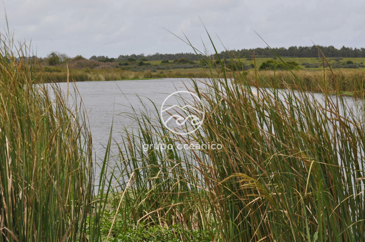 Campo Ref.89 - Campo 280 há sobre Laguna Garzón Área Protegida