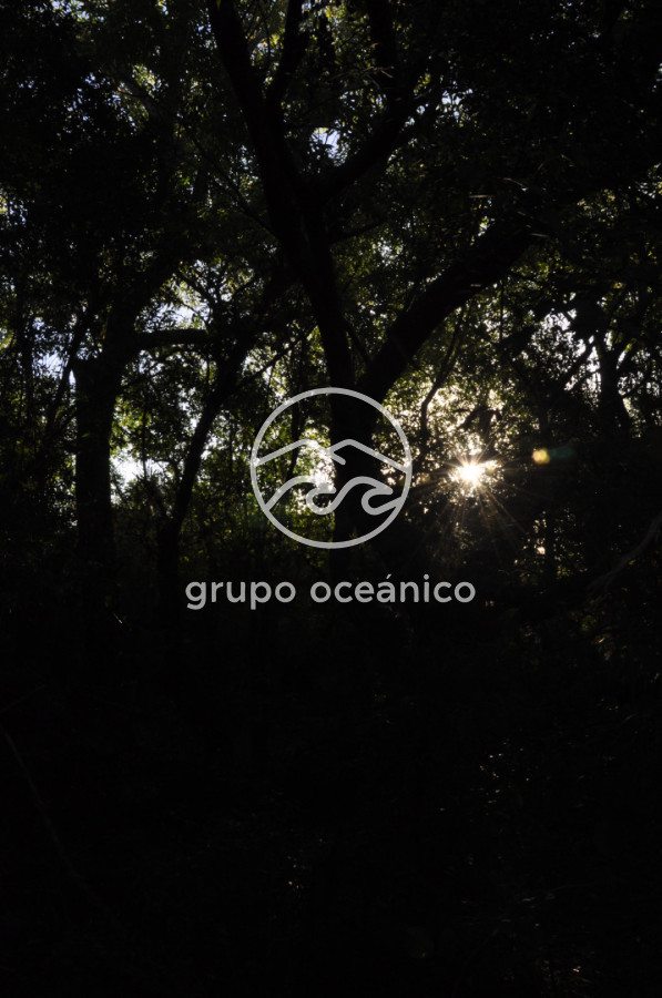 Campo Ref.49 - Campo 9,5 Há en paso de Tigre y Ruta 9