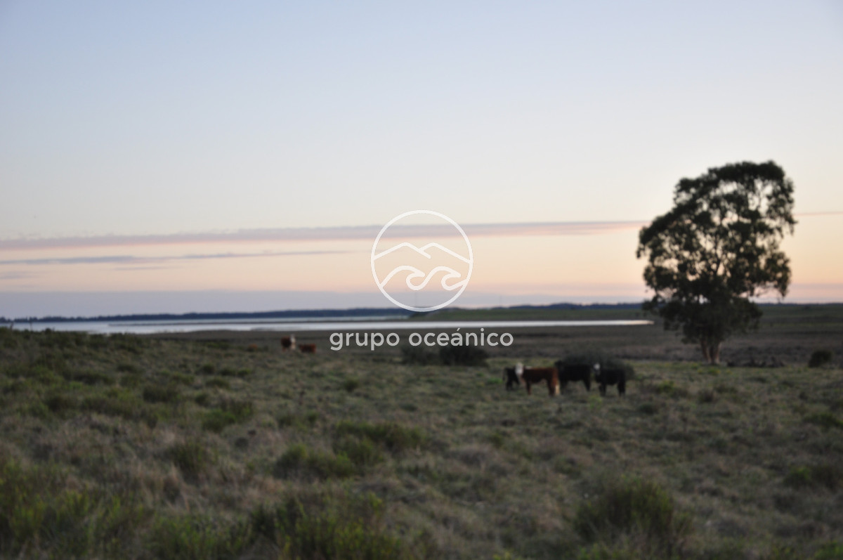 Campo Ref.88 - Campo 91 há sobre Laguna de José Ignacio