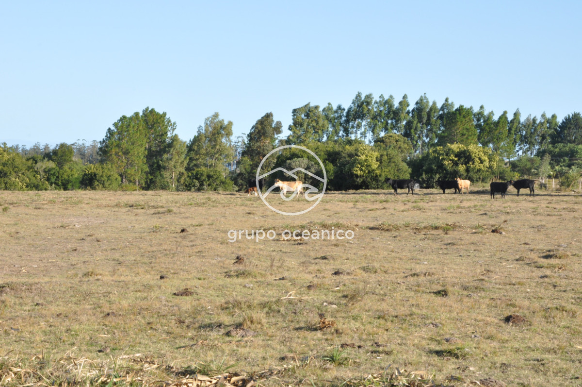 Campo Ref.49 - Campo 9,5 Há en paso de Tigre y Ruta 9