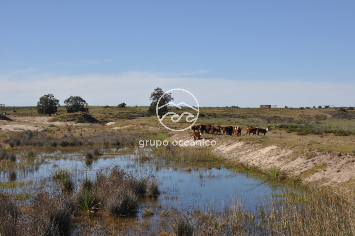 Campo Ref.88 - Campo 91 há sobre Laguna de José Ignacio