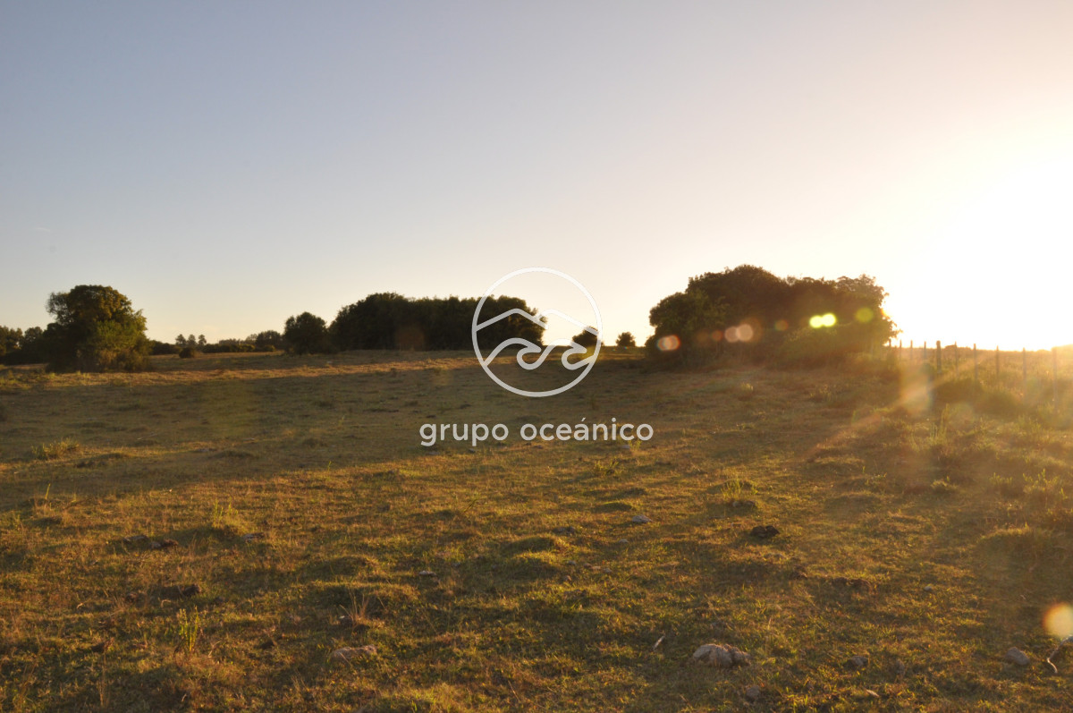 Campo Ref.49 - Campo 9,5 Há en paso de Tigre y Ruta 9