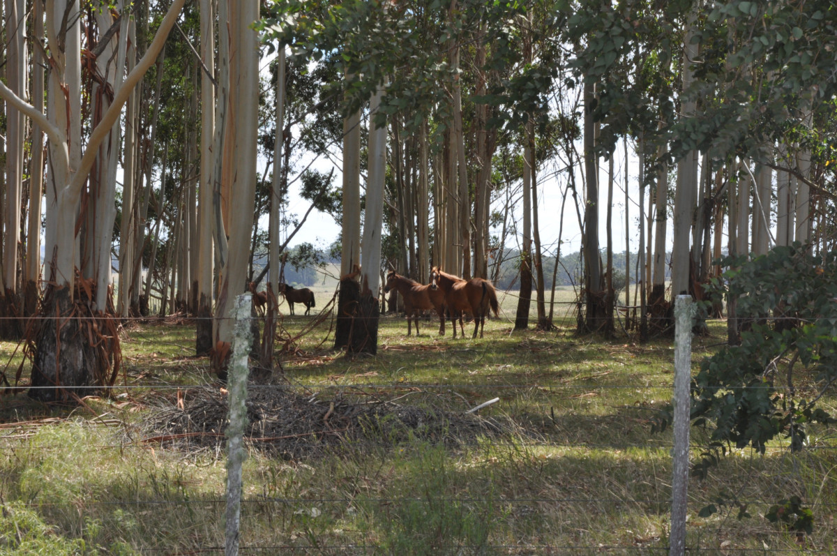 Campo en Camino las Garzas y Ruta 9  360 Ha ideal para fraccionamiento de chacras
