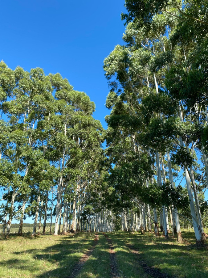 Campo Ref.4 - Campo en Venta de 31 Hectáreas Próximo a Garzón y José Ignacio   