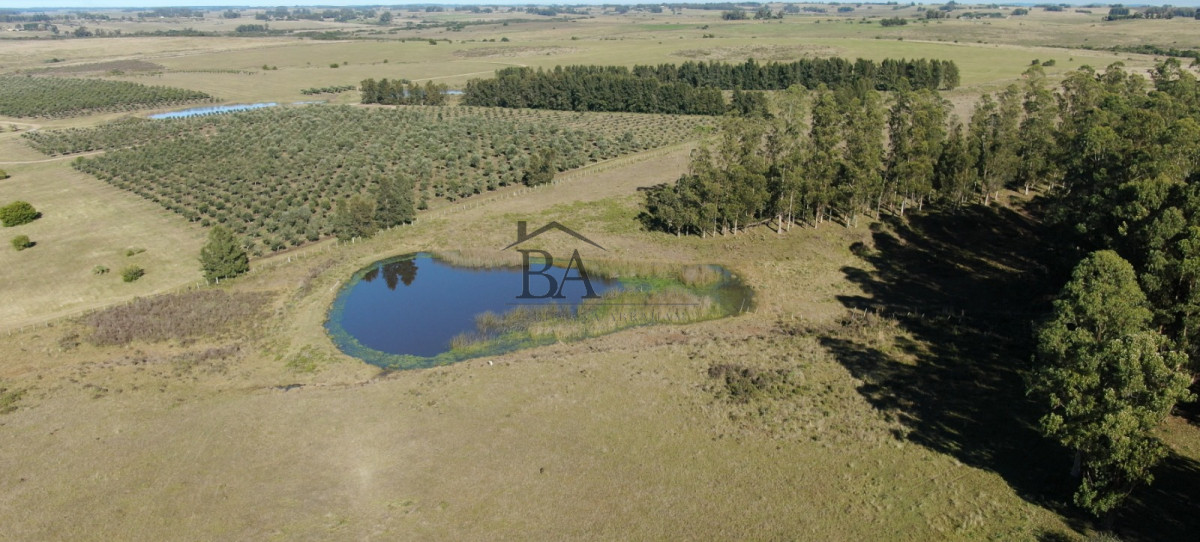 Campo Ref.4 - Campo en Venta de 31 Hectáreas Próximo a Garzón y José Ignacio   