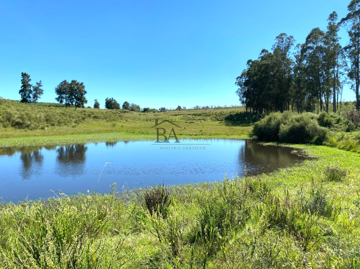 Campo Ref.4 - Campo en Venta de 31 Hectáreas Próximo a Garzón y José Ignacio   