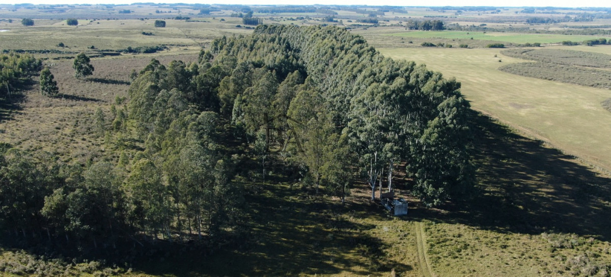 Campo Ref.4 - Campo en Venta de 31 Hectáreas Próximo a Garzón y José Ignacio   